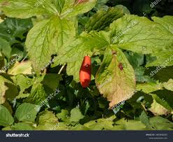 Attēlu rezultāti vaicājumam “Podophyllum hexandrum fruit”