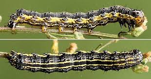 Attēlu rezultāti vaicājumam “Protoschinia scutosa”