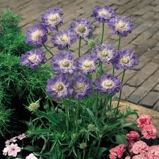 Image result for scabiosa caucasica