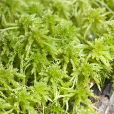 Attēlu rezultāti vaicājumam “Sphagnum fimbriatum”