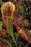 Close view of green pitcher - via Daymix