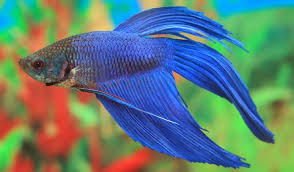 Image result for vissen