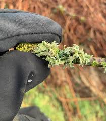 Attēlu rezultāti vaicājumam “Ramalina calicaris”