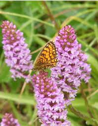 Attēlu rezultāti vaicājumam “Mellicta athalia”