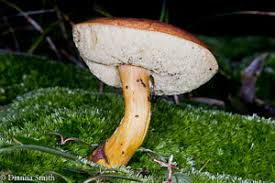 Attēlu rezultāti vaicājumam “Boletales”