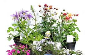 Image result for Alonsoa liniflora