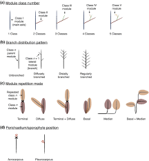 Attēlu rezultāti vaicājumam “Pleurocarpous mosses sporophyte”
