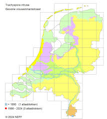 Attēlu rezultāti vaicājumam “Trachyspora intrusa”