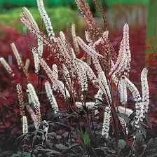 Attēlu rezultāti vaicājumam “Actaea spicata flower”