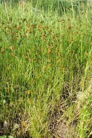 Attēlu rezultāti vaicājumam “Carex praecox”