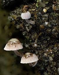 Attēlu rezultāti vaicājumam “Physarum murinum stalked”