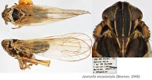 Attēlu rezultāti vaicājumam “Javesella pellucida female”