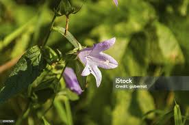 Attēlu rezultāti vaicājumam “Campanula rapunculoides”