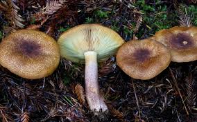 Attēlu rezultāti vaicājumam “Tricholomopsis rutilans”