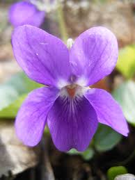 Image result for Viola odorata