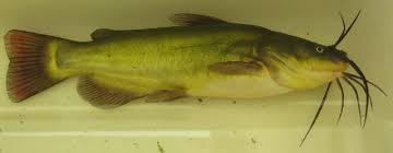 Image result for Ameiurus melas