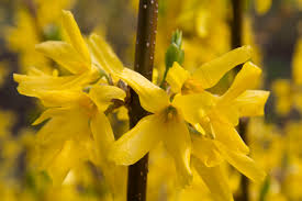 Attēlu rezultāti vaicājumam “Forsythia intermedia flower”