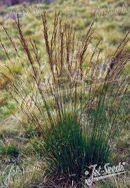 Attēlu rezultāti vaicājumam “Molinia caerulea flower”