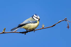 Attēlu rezultāti vaicājumam “Cyanistes caeruleus juvenile”