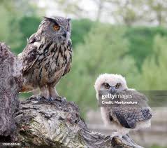 Attēlu rezultāti vaicājumam “Bubo bubo adult”