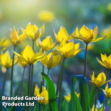 Attēlu rezultāti vaicājumam “Tulipa sylvestris”