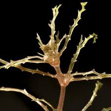 Attēlu rezultāti vaicājumam “Najas tenuissima leaf”