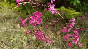 Attēlu rezultāti vaicājumam “Silene viscaria leaf”