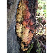 Attēlu rezultāti vaicājumam “Sarcodontia crocea”