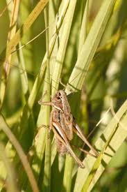 Attēlu rezultāti vaicājumam “Metrioptera brachyptera”