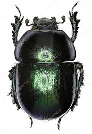 Attēlu rezultāti vaicājumam “Trypocopris vernalis”