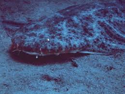 Image result for Bsac London No1 Branch