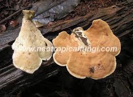 Attēlu rezultāti vaicājumam “Antrodiella”