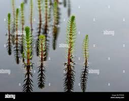 Attēlu rezultāti vaicājumam “Hippuridaceae”