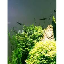 Attēlu rezultāti vaicājumam “Jungermannia subulata”