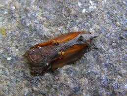 Attēlu rezultāti vaicājumam “Cosmorhoe ocellata”