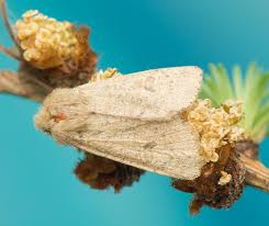 Attēlu rezultāti vaicājumam “Orthosia miniosa”