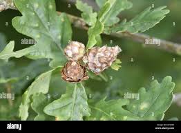 Attēlu rezultāti vaicājumam “Andricus foecundatrix”