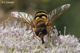 Attēlu rezultāti vaicājumam “Syrphus torvus”