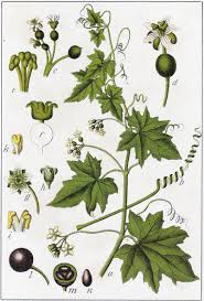 Attēlu rezultāti vaicājumam “Bryonia alba”