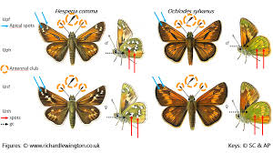 Attēlu rezultāti vaicājumam “Hesperia comma underside”