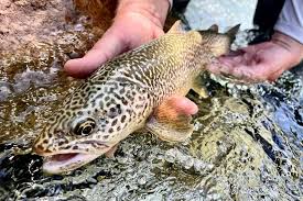 Image result for Salmo marmoratus
