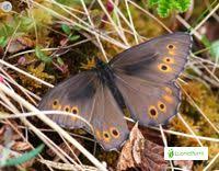 Attēlu rezultāti vaicājumam “Oeneis jutta underside”