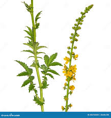 Attēlu rezultāti vaicājumam “Agrimonia eupatoria flower”