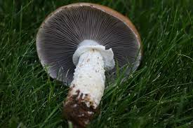 Attēlu rezultāti vaicājumam “Stropharia hornemannii”