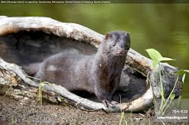 Attēlu rezultāti vaicājumam “Mustela vison”