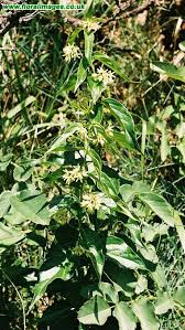 Attēlu rezultāti vaicājumam “Vincetoxicum hirundinaria”