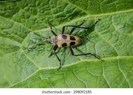 Attēlu rezultāti vaicājumam “Pachyta quadrimaculata”