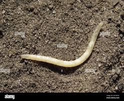 Attēlu rezultāti vaicājumam “Therevidae larva”