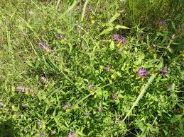 Attēlu rezultāti vaicājumam “Melampyrum nemorosum leaf”