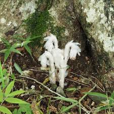 Image result for ギンリョウソウ